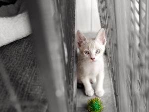 Kitten toy is a cute white kitty cat looking up with big blue eyes and his toy on for playing with.