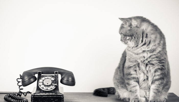 Vintage telephone and big cat on table sepia photo