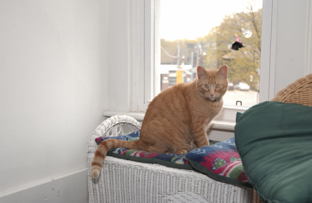 Cat Boarding Toronto West Lonesome Kitty & Diggity Dog